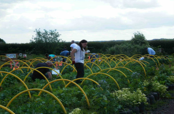 Volunteers putting up pea netting 