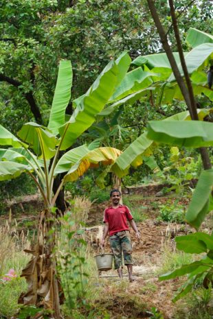 Worker attending the crops 