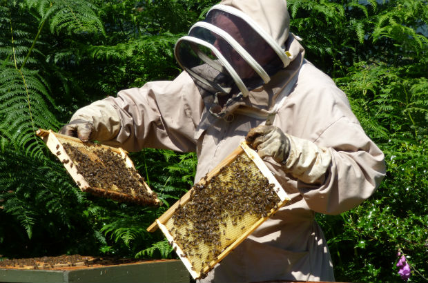A Beekeeper at work