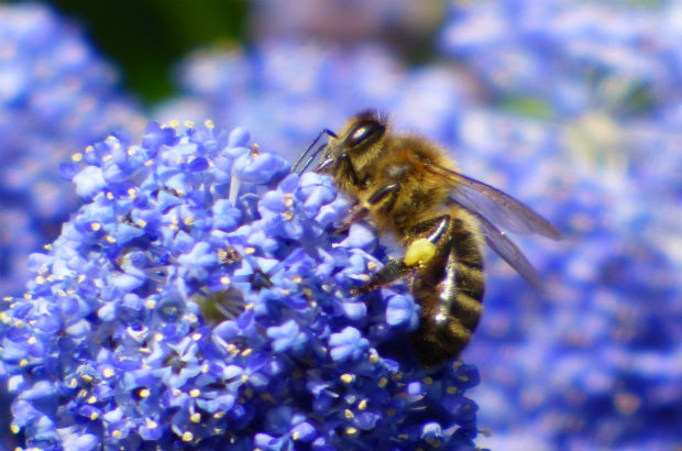 A bee collecting nectar from the flowers