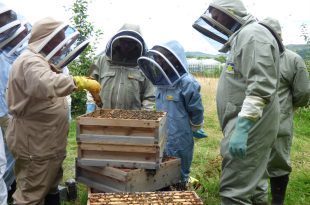 beekeeping cic wales