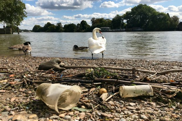 A swan standing on the bank of a river with plastic cups in close view