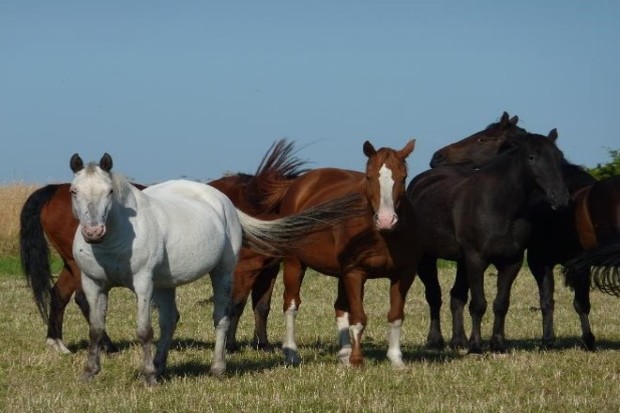 A team of horses